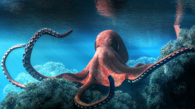 The Octopus Whisperer